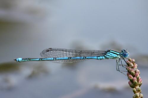 Erythromma lindenii